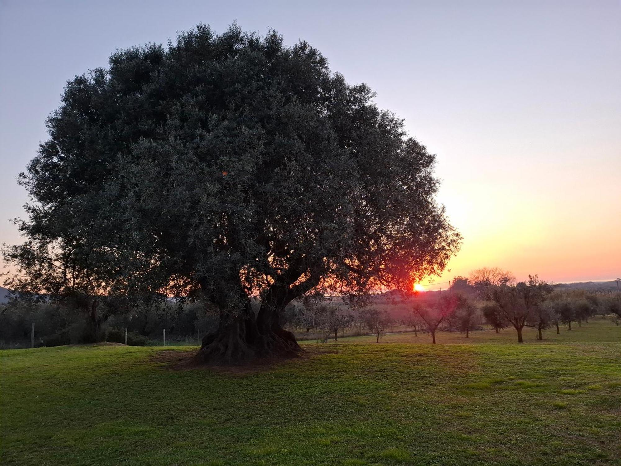 Il Vecchio Olivo *